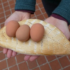 item_1098182_pic_1_orig