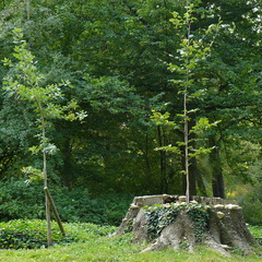 Foto: SFPM, Lizenz: SFPM